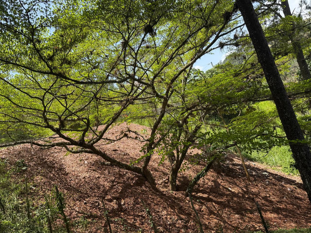Terreno en Monte Bonito 6
