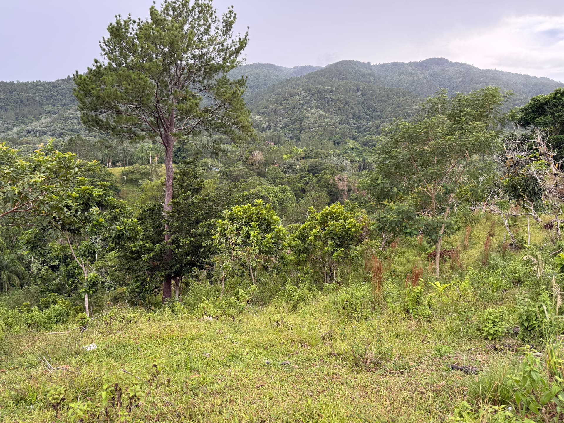 Land in Jarabacoa 4