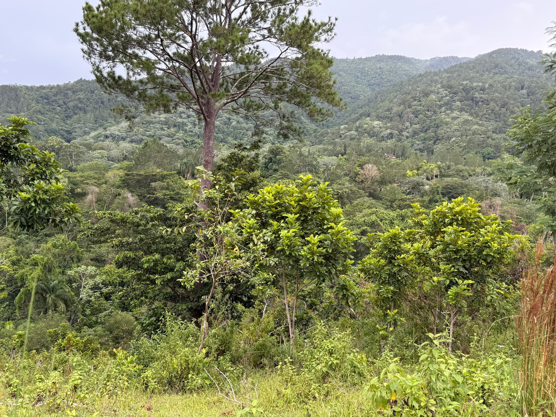 Land in Jarabacoa 5
