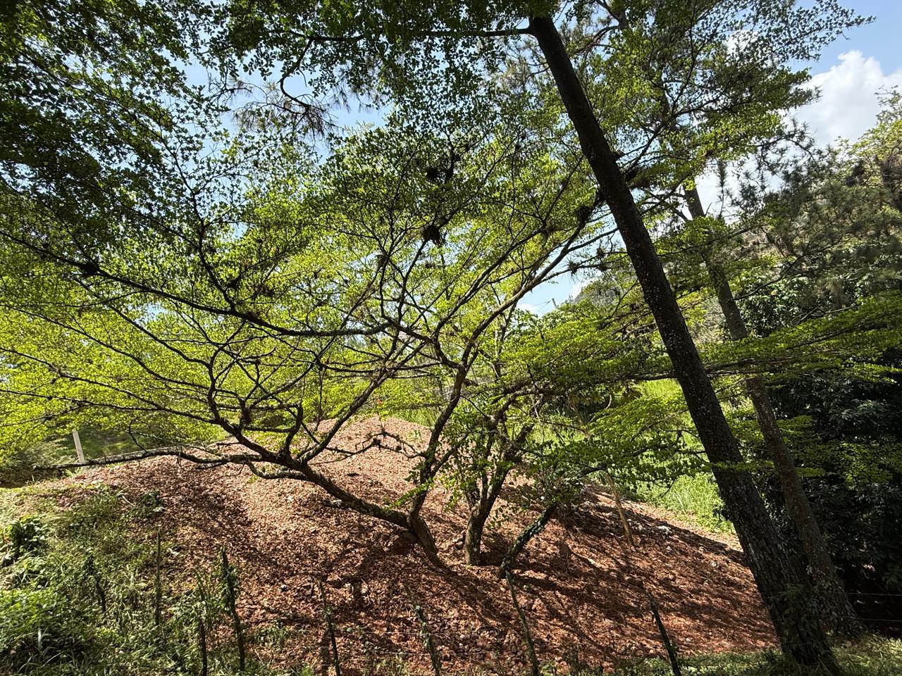 Terreno en Monte Bonito 5