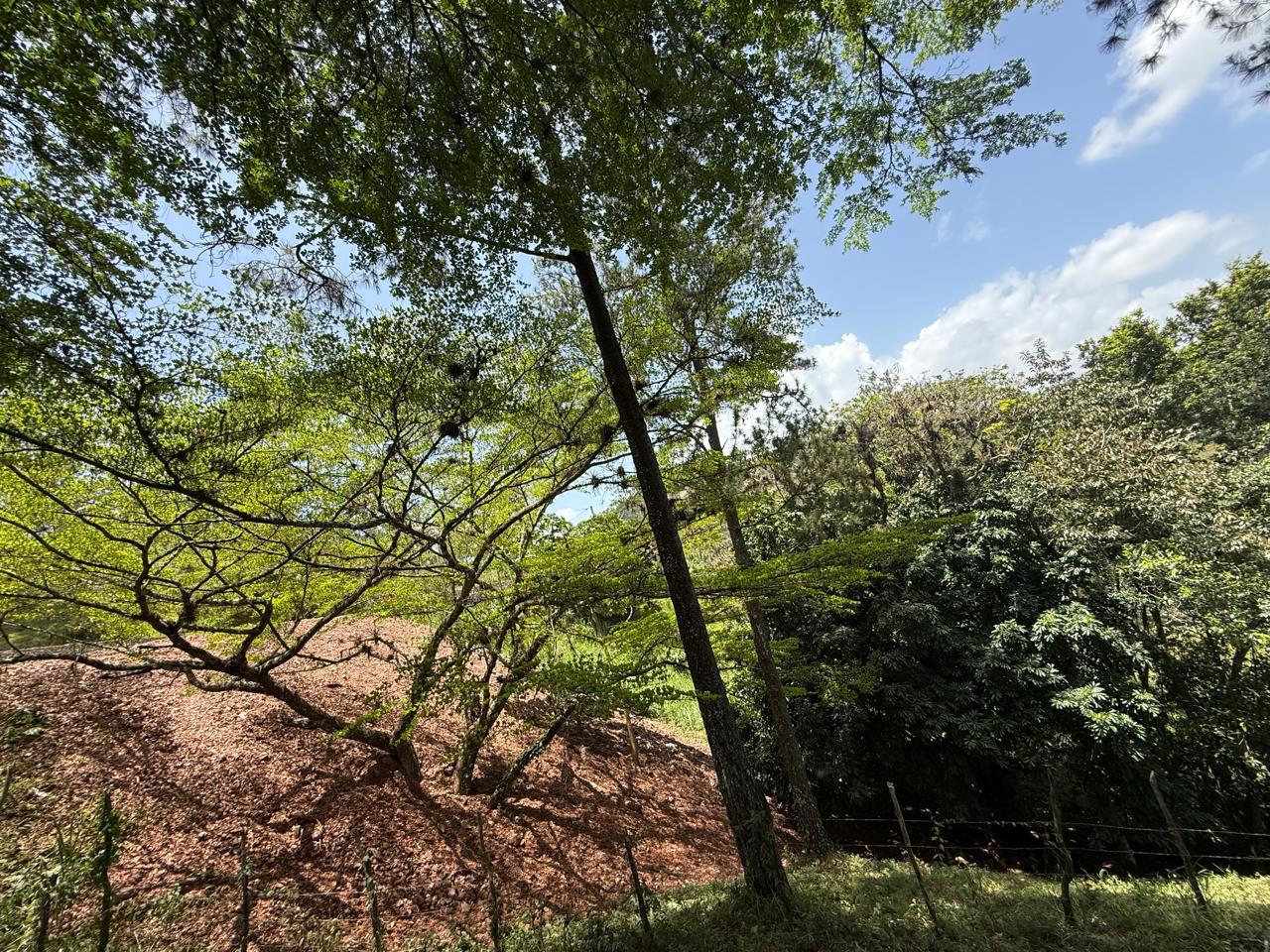 Terreno en Monte Bonito 7